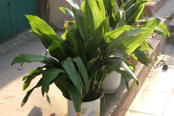 一叶兰图片大全(含开花) 一叶兰花语及寓意