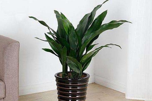 一叶兰图片大全(含开花) 一叶兰花语及寓意