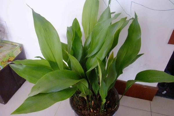 一叶兰图片大全(含开花) 一叶兰花语及寓意