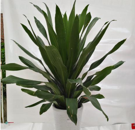 一叶兰图片大全(含开花) 一叶兰花语及寓意