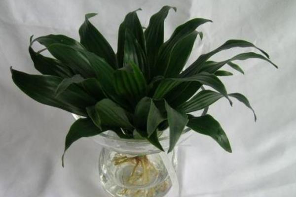 一叶兰图片大全(含开花) 一叶兰花语及寓意