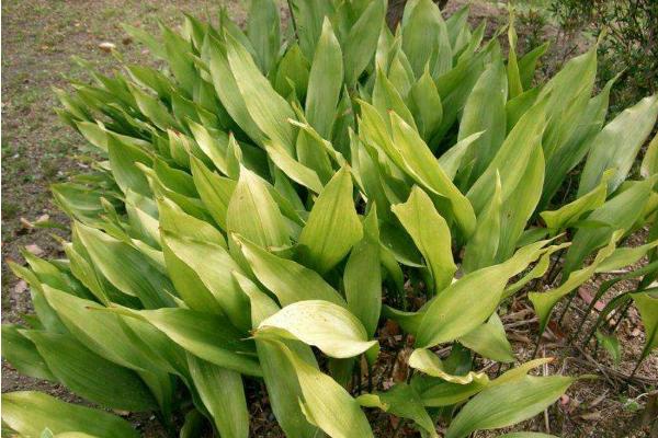 一叶兰图片大全(含开花) 一叶兰花语及寓意