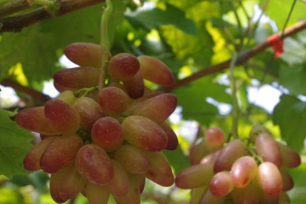 提子什么时候成熟(几月) 提子是什么季节的水果