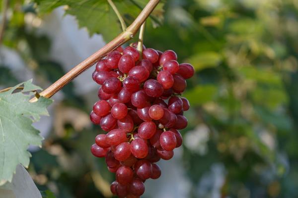 提子什么时候成熟(几月) 提子是什么季节的水果