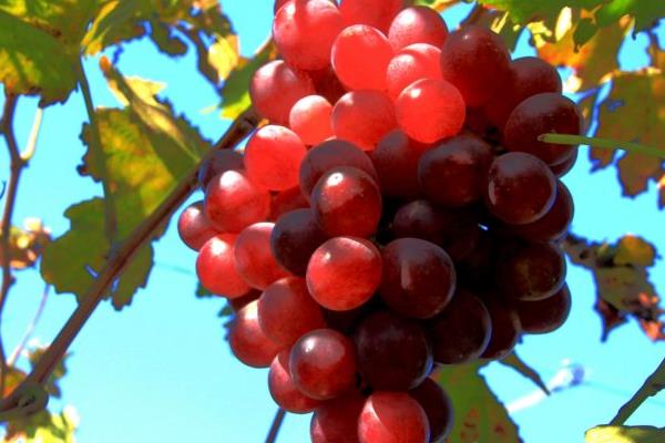 提子什么时候成熟(几月) 提子是什么季节的水果