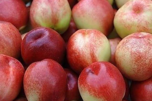 油桃图片大全 油桃有哪些品种