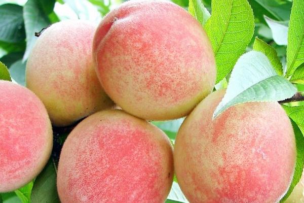 阳山水蜜桃什么时候上市(几月) 阳山水蜜桃市场价格多少钱一斤