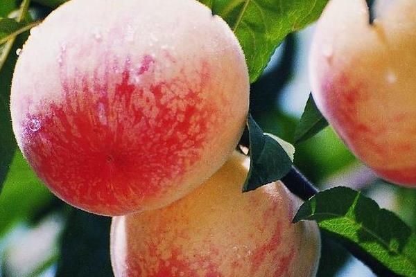 阳山水蜜桃什么时候上市(几月) 阳山水蜜桃市场价格多少钱一斤