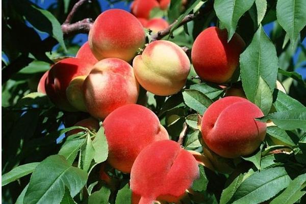 阳山水蜜桃什么时候上市(几月) 阳山水蜜桃市场价格多少钱一斤