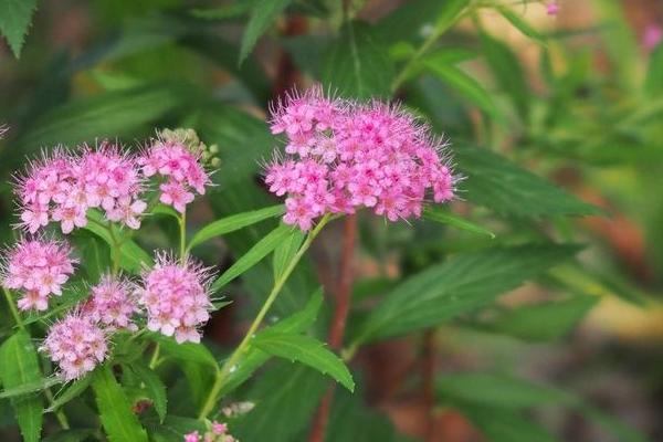 夕雾花图片大全 夕雾花花语及寓意