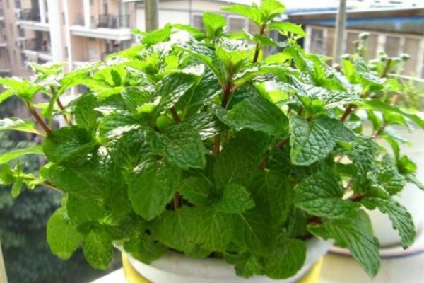胡椒薄荷和普通绿薄荷的区别是什么 胡椒薄荷的繁殖方法
