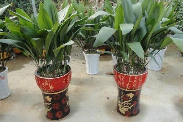 一叶兰怎么浇水(多久浇一次) 一叶兰怎么施肥