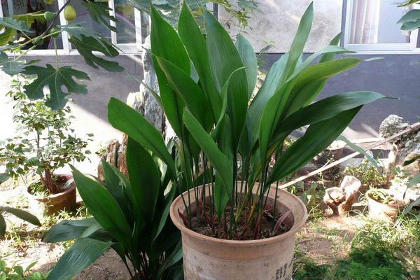 一叶兰怎么浇水(多久浇一次) 一叶兰怎么施肥