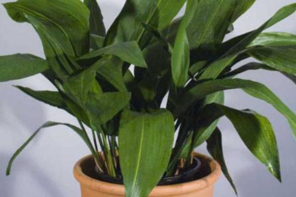 一叶兰怎么浇水(多久浇一次) 一叶兰怎么施肥