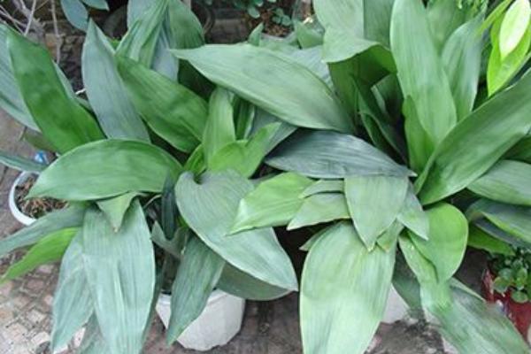 一叶兰怎么浇水(多久浇一次) 一叶兰怎么施肥