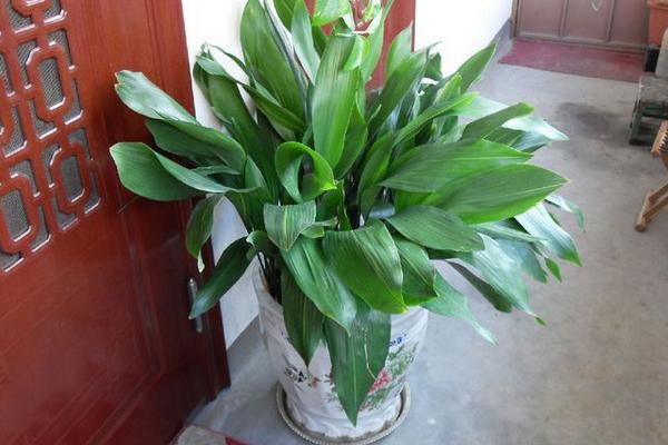 一叶兰怎么浇水(多久浇一次) 一叶兰怎么施肥