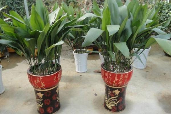 家庭养一叶兰好吗 养一叶兰对风水的作用(摆放位置)