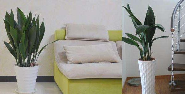 家庭养一叶兰好吗 养一叶兰对风水的作用(摆放位置)