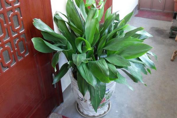 家庭养一叶兰好吗 养一叶兰对风水的作用(摆放位置)