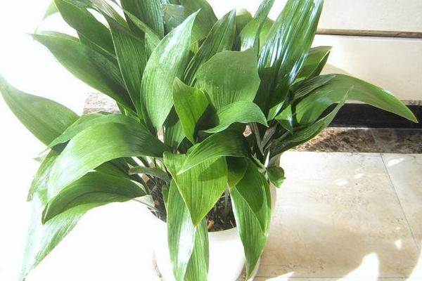 家庭养一叶兰好吗 养一叶兰对风水的作用(摆放位置)