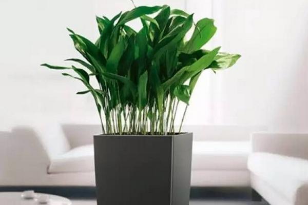 家庭养一叶兰好吗 养一叶兰对风水的作用(摆放位置)