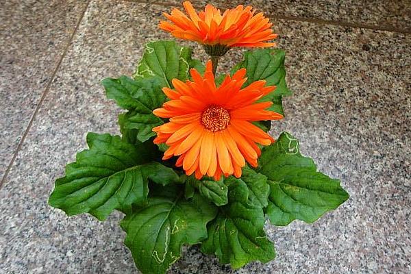 非洲菊怎么养 非洲菊养殖方法与注意事项