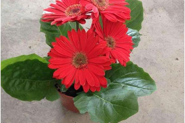 非洲菊怎么养 非洲菊养殖方法与注意事项