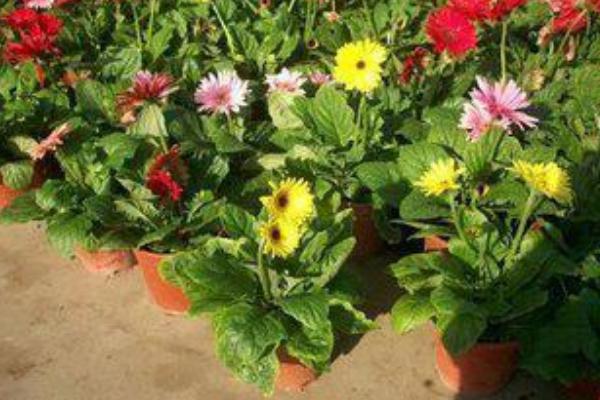 非洲菊怎么养 非洲菊养殖方法与注意事项