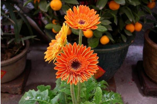 非洲菊怎么养 非洲菊养殖方法与注意事项