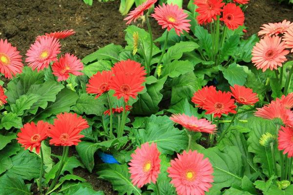 非洲菊怎么养 非洲菊养殖方法与注意事项