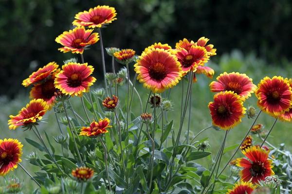 非洲菊怎么养 非洲菊养殖方法与注意事项