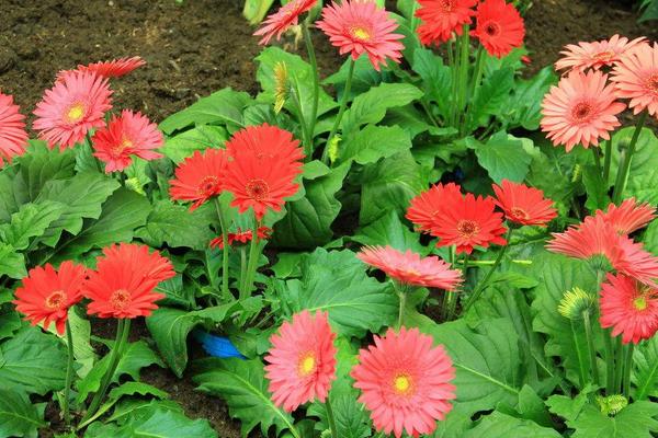 非洲菊种子怎么发芽 非洲菊种子种植方法与注意事项