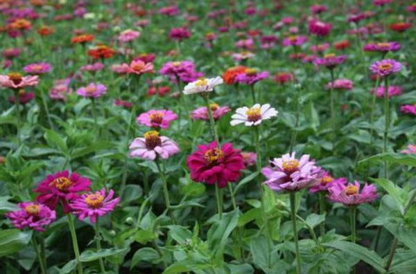 非洲菊种子怎么发芽 非洲菊种子种植方法与注意事项