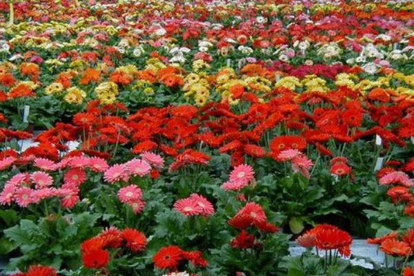 非洲菊种子怎么发芽 非洲菊种子种植方法与注意事项