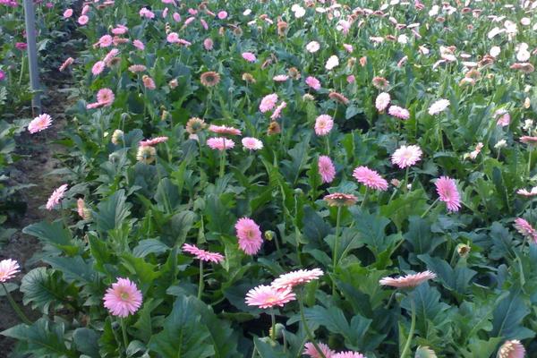 非洲菊种子怎么发芽 非洲菊种子种植方法与注意事项