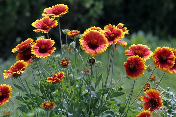 非洲菊种子怎么发芽 非洲菊种子种植方法与注意事项