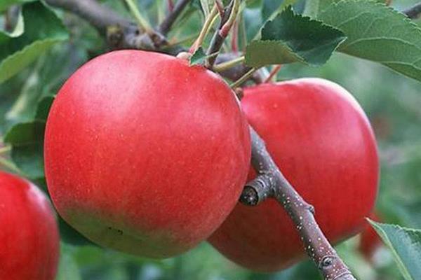 秦冠苹果产地在哪里 秦冠苹果市场价格多少钱一斤