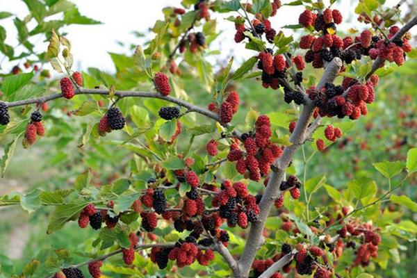 桑葚树苗市场价格多少钱一棵 桑葚树苗怎么种