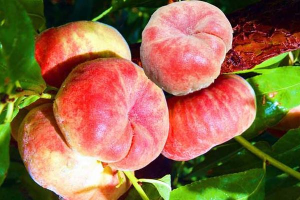 蟠桃什么时候成熟(几月)