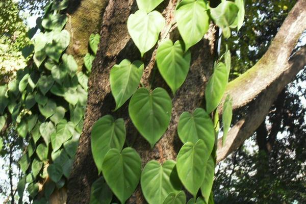 心叶藤怎么浇水(多久浇一次) 心叶藤的施肥方法