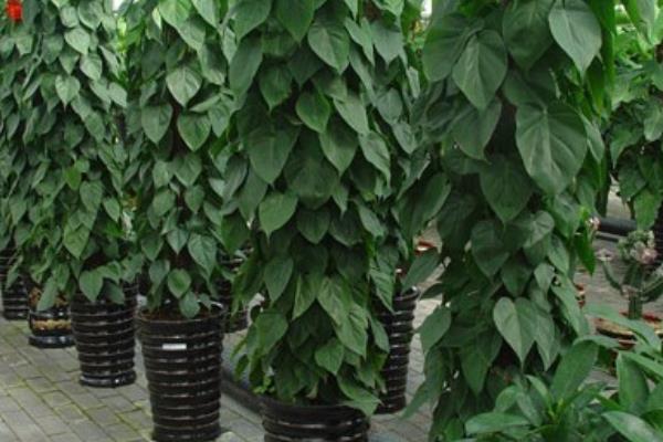 心叶藤怎么浇水(多久浇一次) 心叶藤的施肥方法