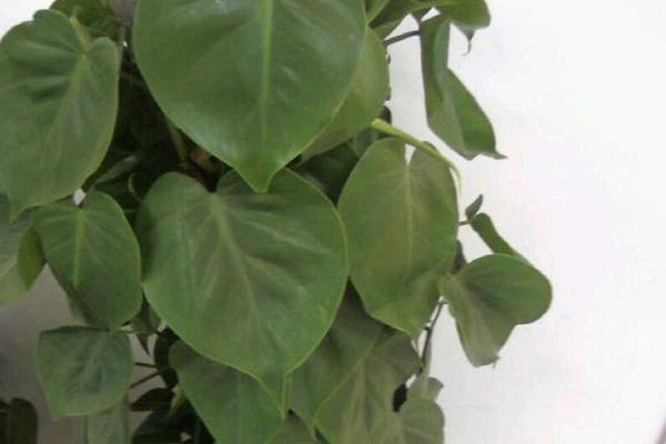 心叶藤怎么浇水(多久浇一次) 心叶藤的施肥方法