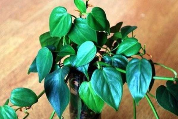 心叶藤怎么浇水(多久浇一次) 心叶藤的施肥方法