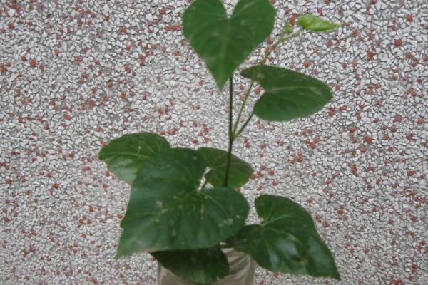 心叶藤怎么浇水(多久浇一次) 心叶藤的施肥方法