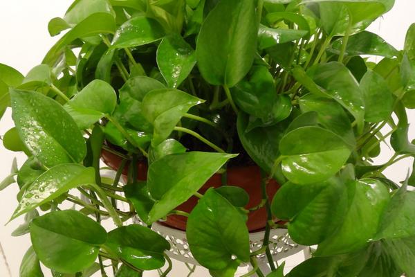 心叶藤和绿萝的区别是什么 心叶藤和绿萝净化空气哪个好