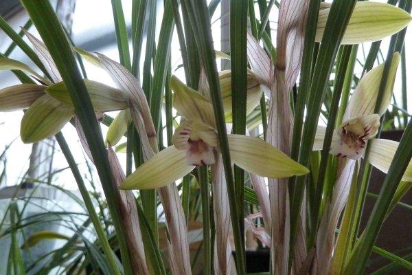 春兰什么时候开花 春兰花期是几月