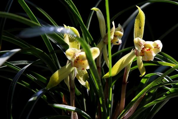 春兰市场价格多少钱一盆  怎样选购春兰