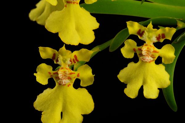 文心兰一年开几次花(几月开) 文心兰的品种