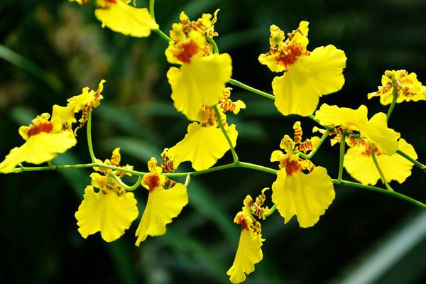 文心兰一年开几次花(几月开) 文心兰的品种