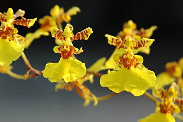 文心兰一年开几次花(几月开) 文心兰的品种